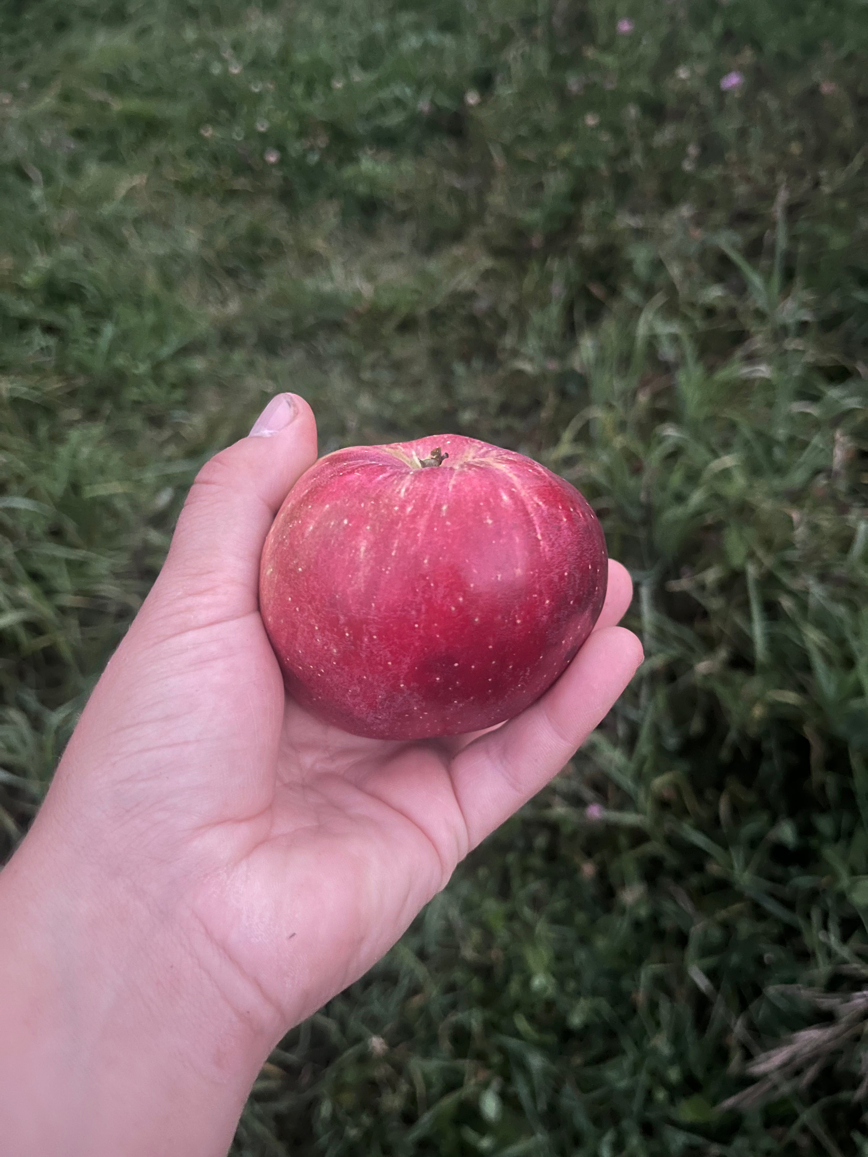 Apple 'September Ruby' – Northern Food Forest Nursery