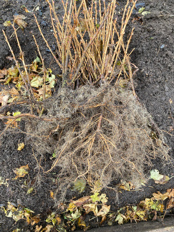 Bundle Packs & Bulk Discounts