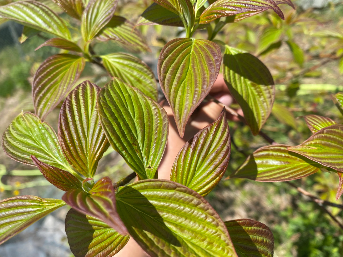 Red Osier Dogwood