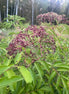 Elderberry 'York'