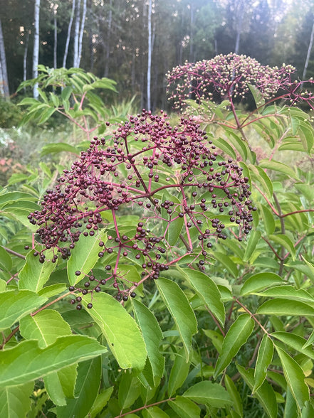 Elderberry 'York'