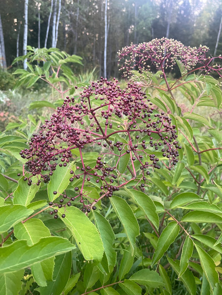 Elderberry 'York'