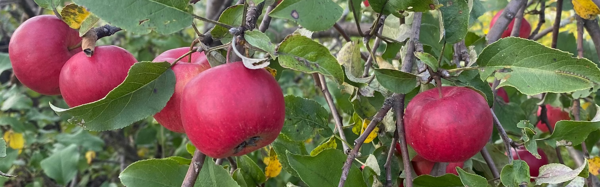 Chow Tree Fruit Trees – Northern Food Forest Nursery