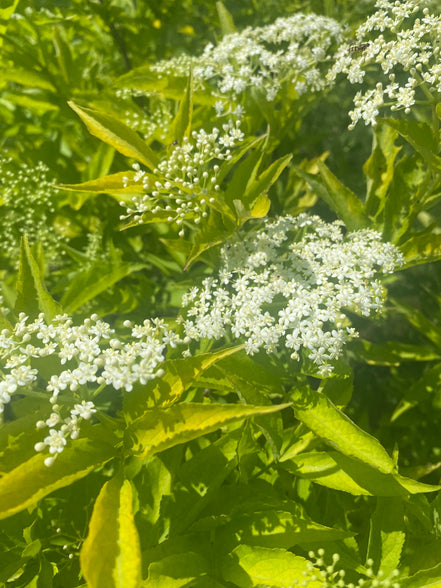 Golden Elderberry