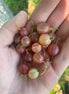 Gooseberry 'Pixwell'