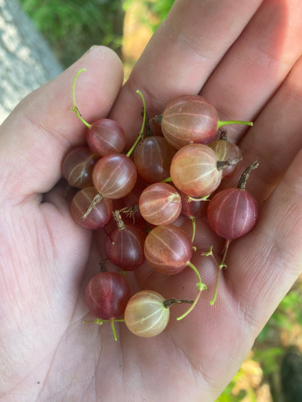 Gooseberry 'Pixwell'