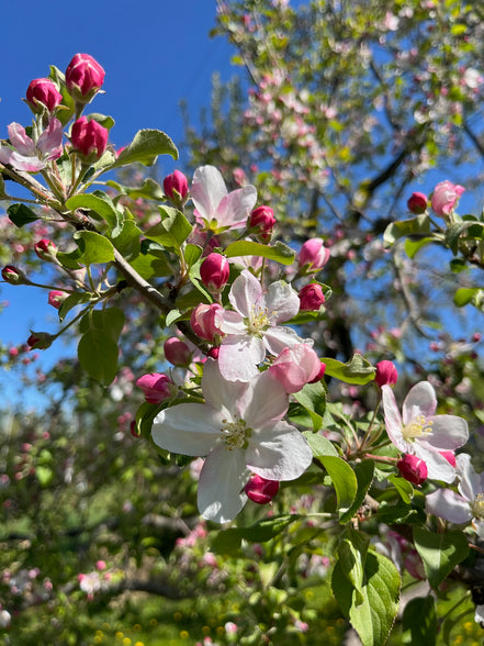 Apple 'Kerr'