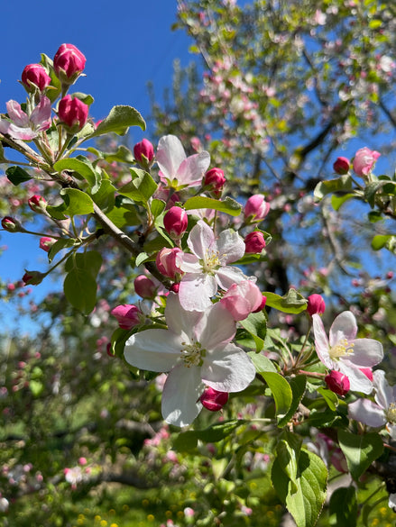 Apple 'Kerr'