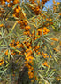 Seabuckthorn