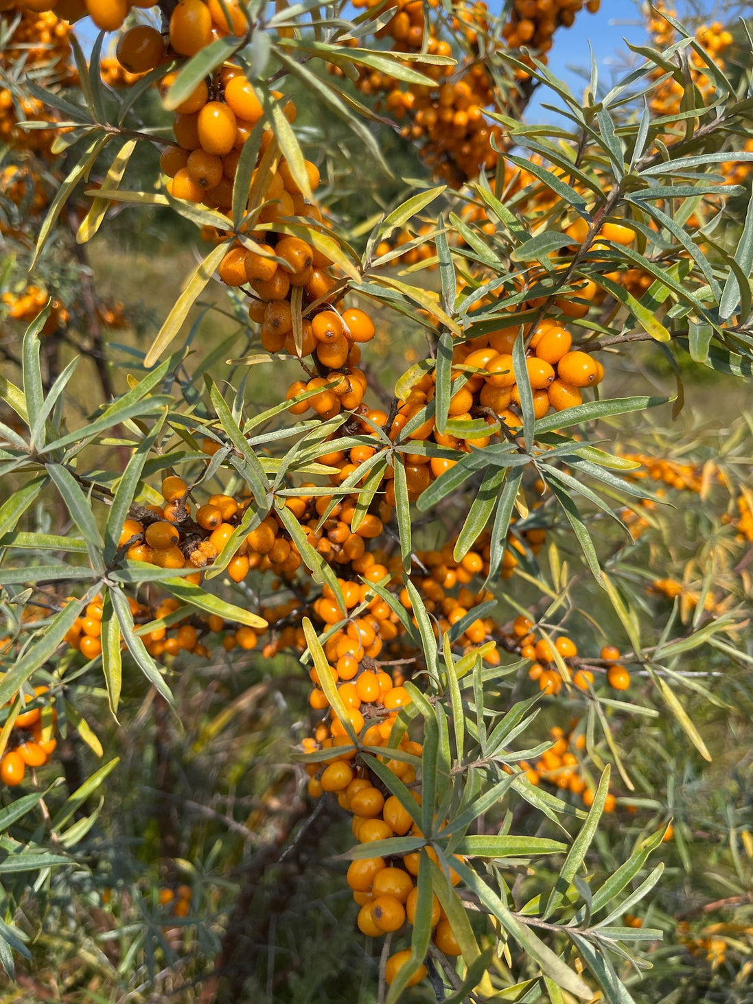 Seabuckthorn