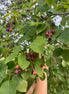 Saskatoon Berry