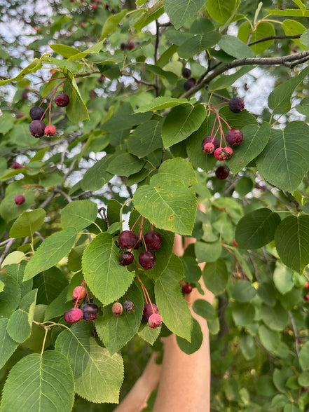 Saskatoon Berry
