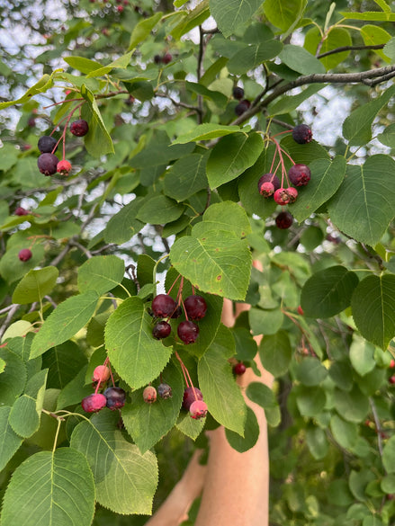 Saskatoon Berry