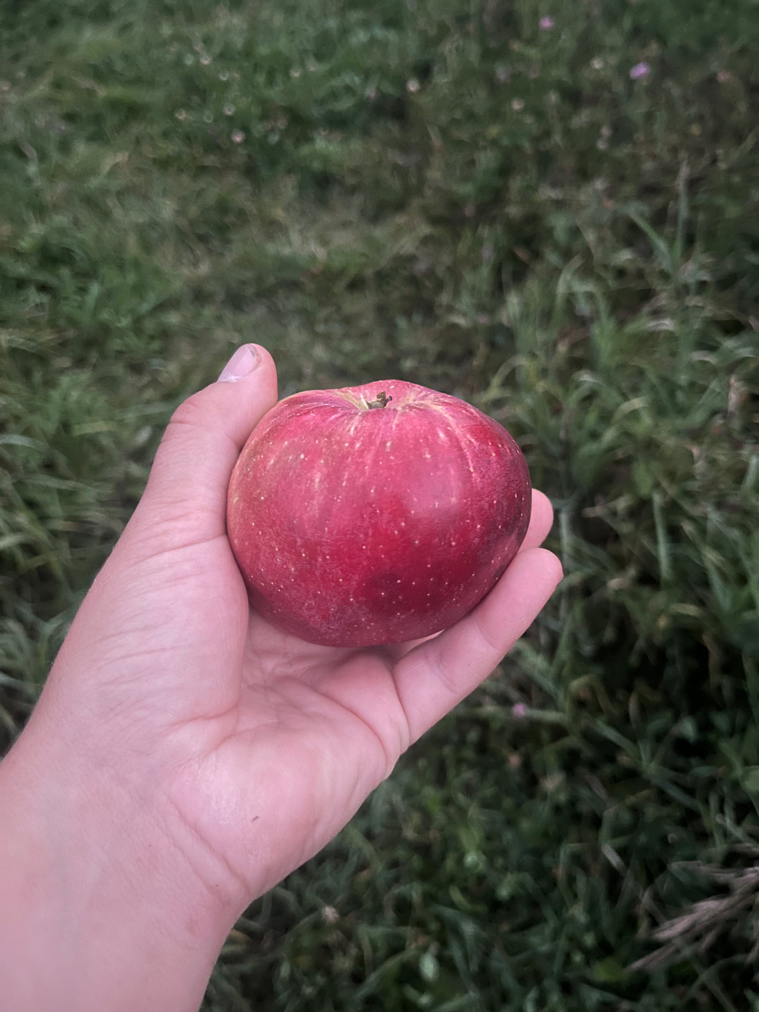 September Ruby Apple 'September Ruby’ – Northern Food Forest Nursery