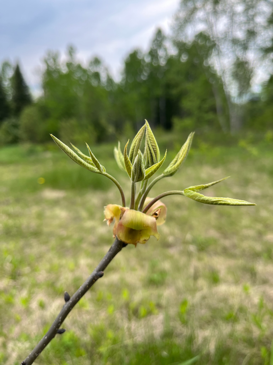 Shellbark Flower Shagbark Hickory – Northern Food Forest Nursery