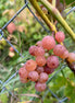 Grape 'Sommerset'