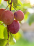 Plum ’Grenville'