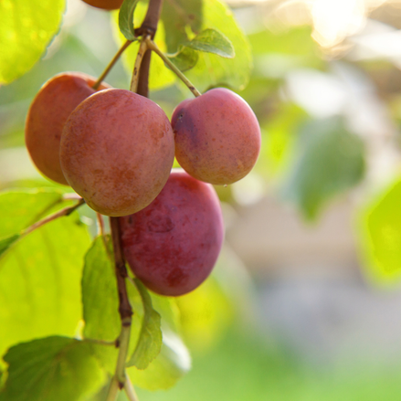 Plum ’Grenville'