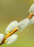 Pussy Willow
