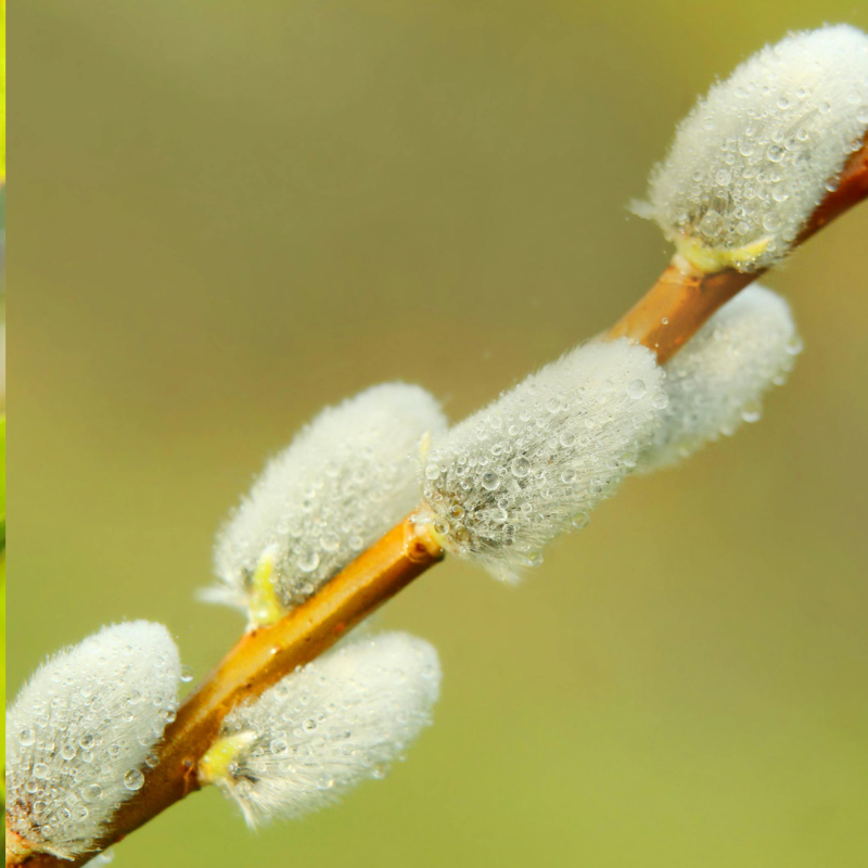 Pussy Willow
