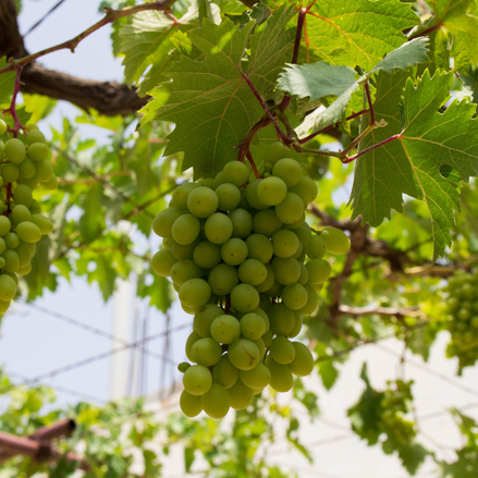 Grape 'Prairie Star'