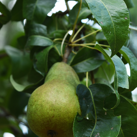 Pear ’Chizhovsky’