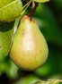 Pear ’Patten'