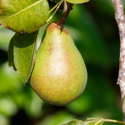Pear ’Patten'