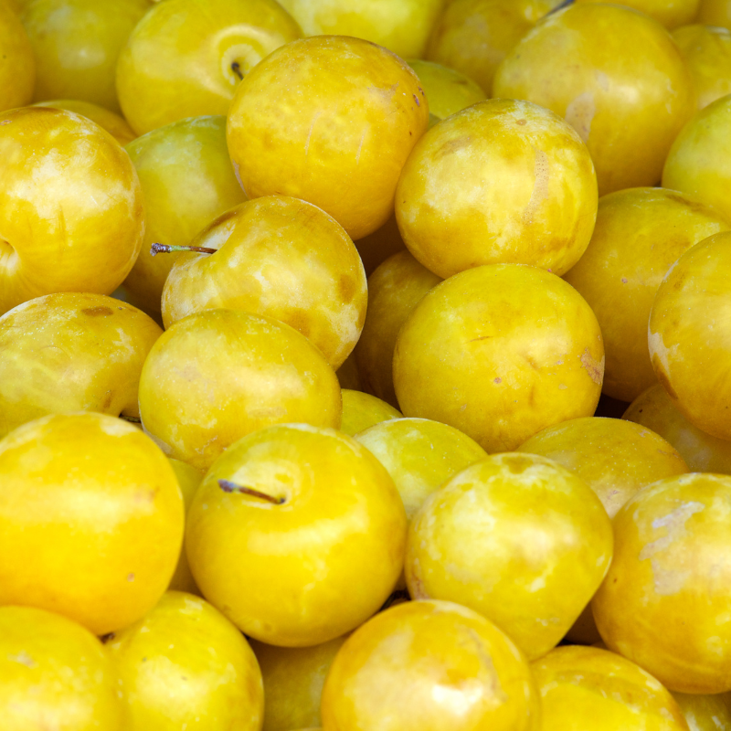Plum ’Brookgold'