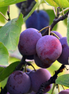 Plum ‘Ivanovka’