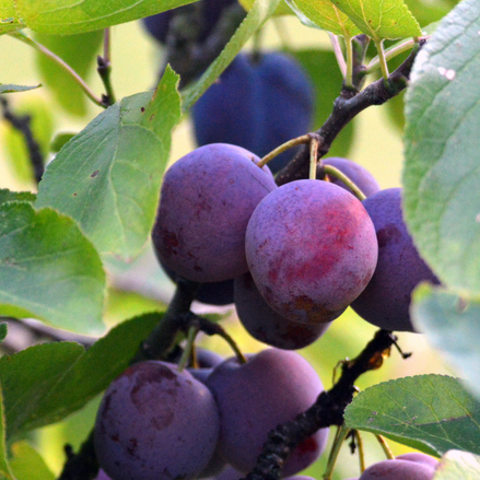 Plum ‘Ivanovka’