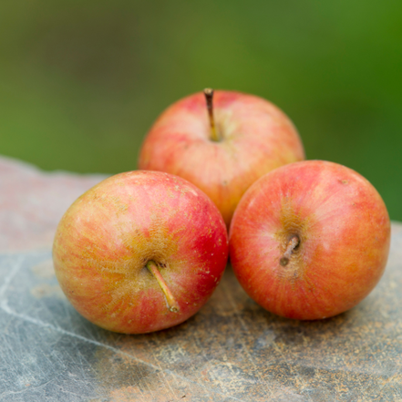 Apple 'Chestnut'