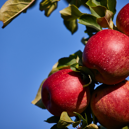 Apple ‘Nova Easygro’