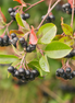 Aronia Berry
