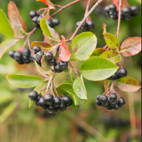Aronia Berry