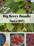 Big Berry Bundle