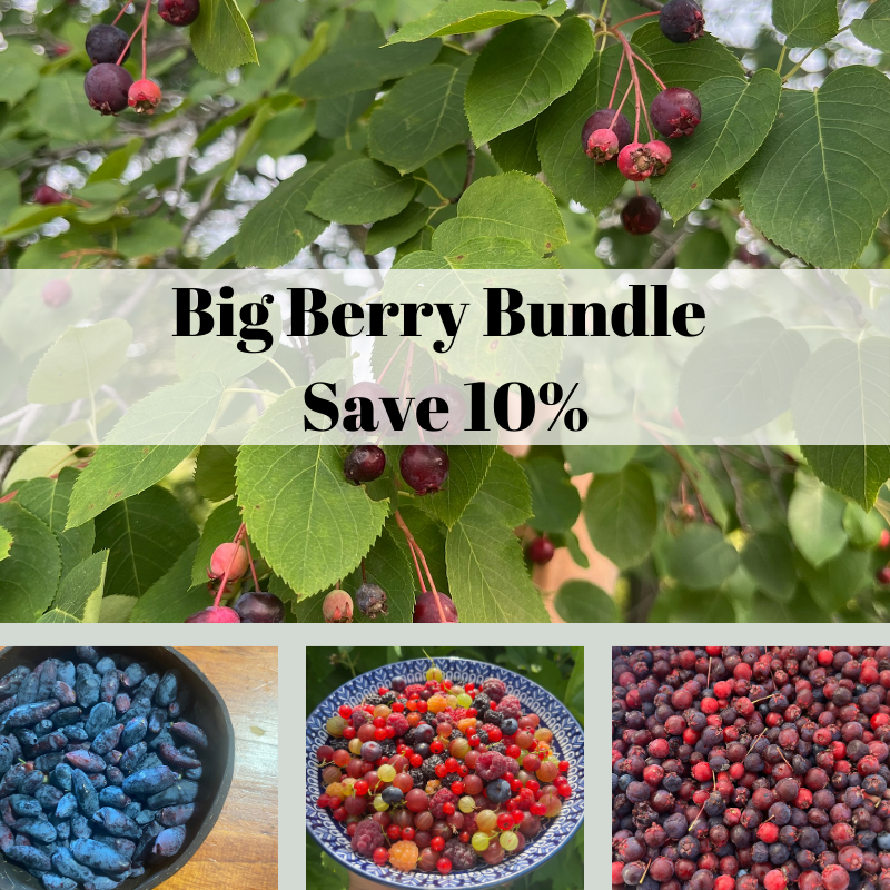 Big Berry Bundle