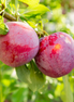 Plum ‘Toka'