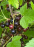 Black Currant ‘Ben Sarek’
