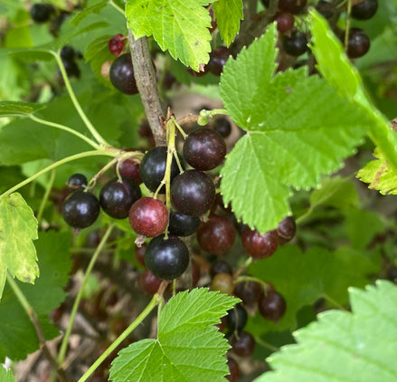 Black Currant ‘Ben Sarek’