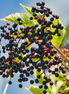 Elderberry 'Scotia'