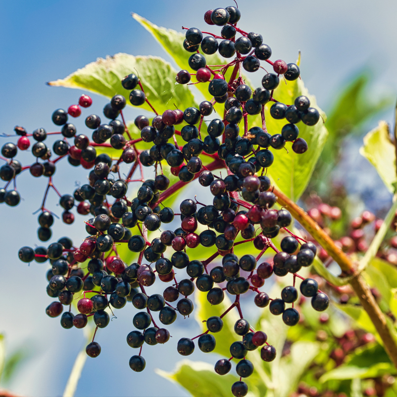 Elderberry 'Scotia'