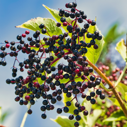 Elderberry 'Scotia'