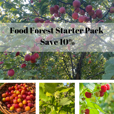 Food Forest Starter Pack