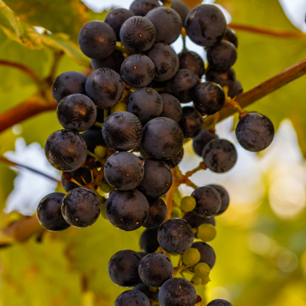 Grape 'Valiant'