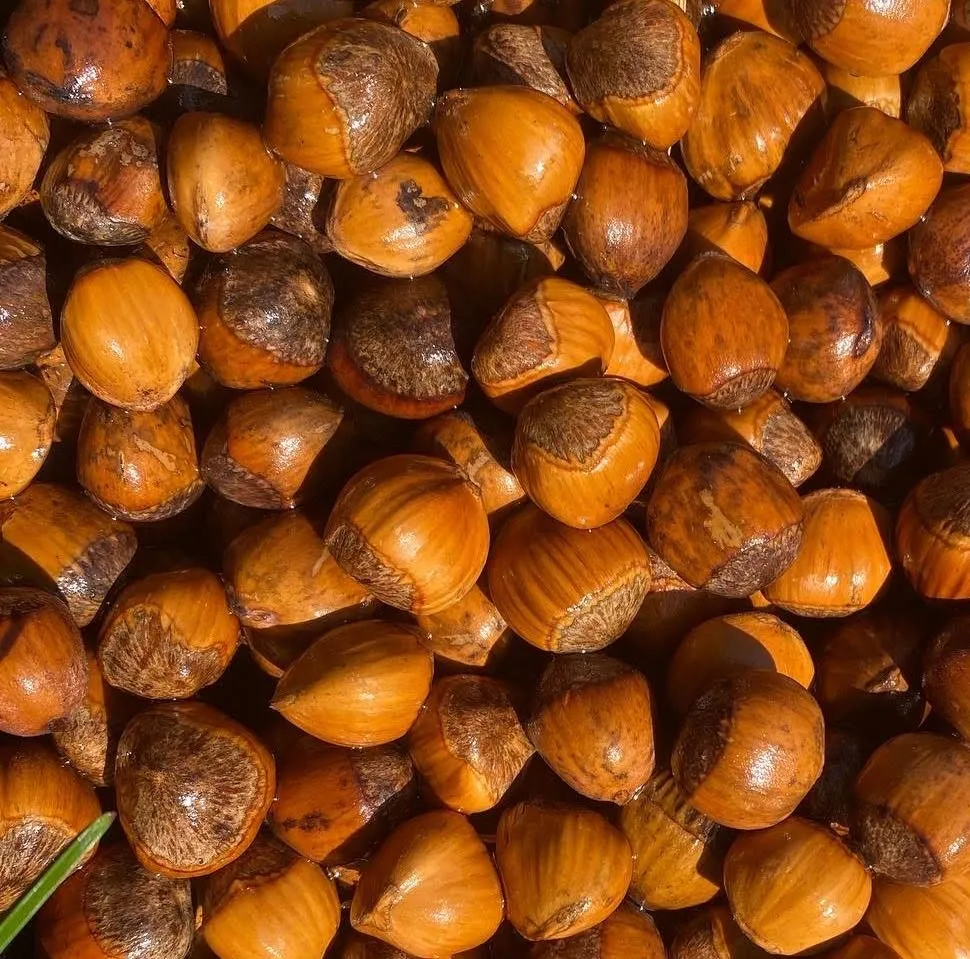Hybrid Hazelnuts