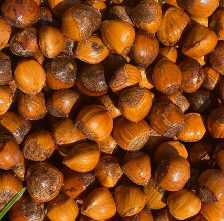 Hybrid Hazelnuts