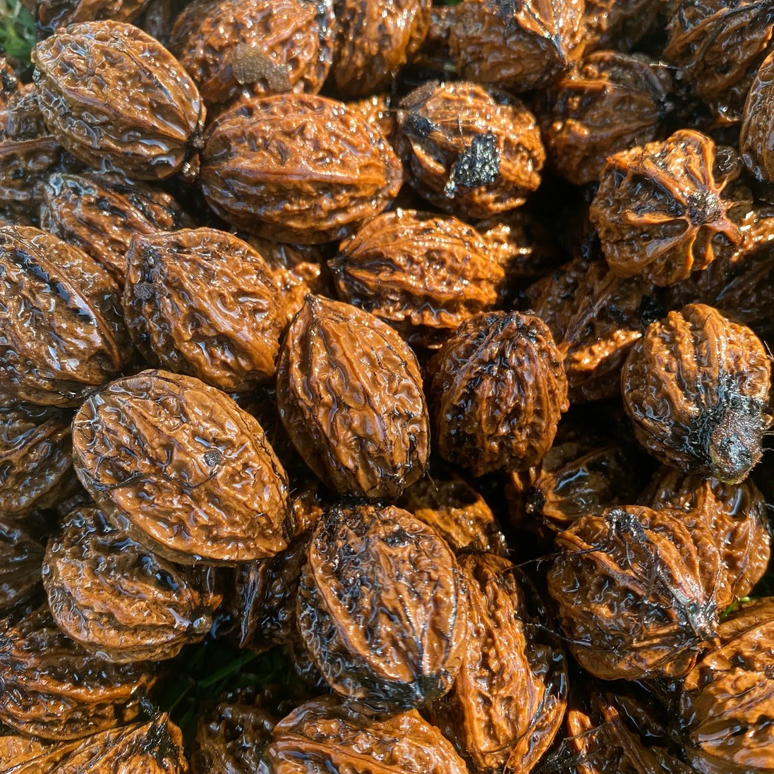 Manchurian Walnut – Northern Food Forest Nursery