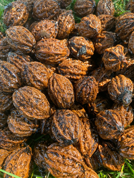 Manchurian Walnut