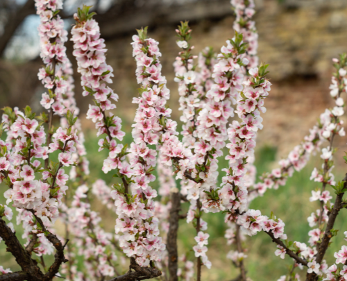 Branches of a flowering tree with pink and white blossoms against a blurred natural background.